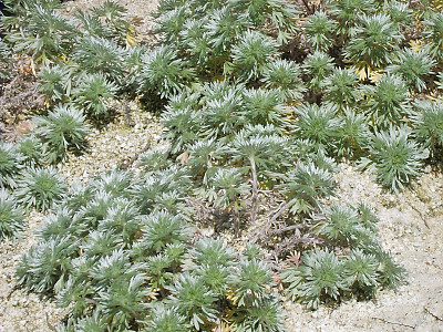 구와쑥 사진 - Artemisia laciniata Will. Photos