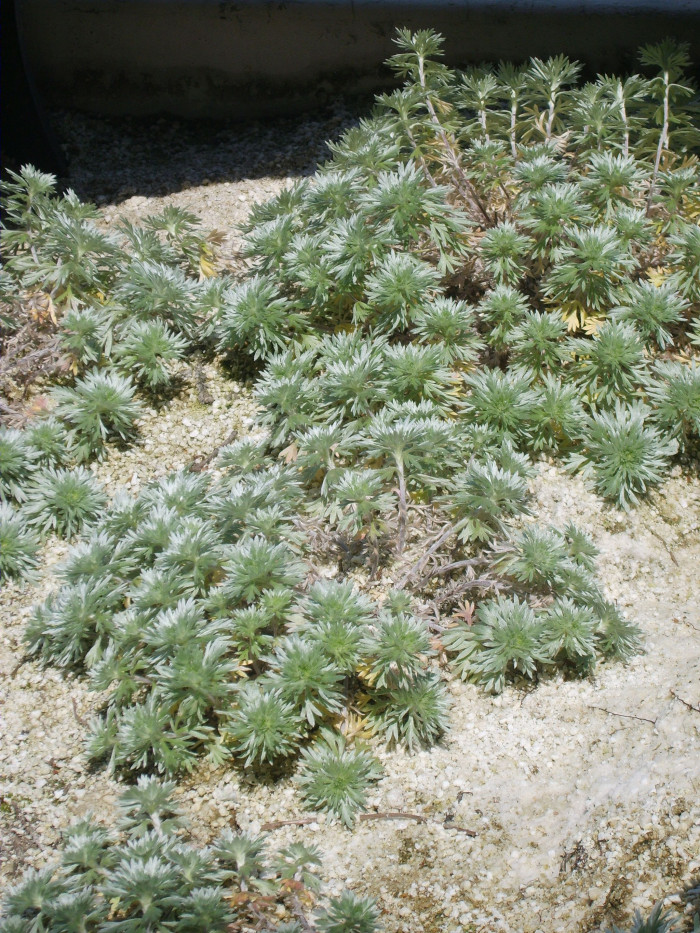 구와쑥 - Artemisia laciniata Will.