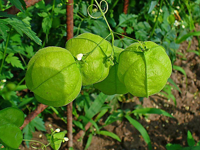 풍선덩굴 사진 - Cardiospermum halicacabum L. Photos