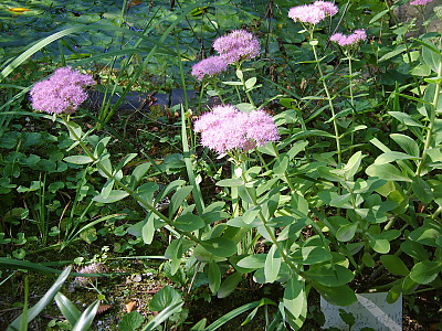 꿩의비름 사진 - Hylotelephium erythrostictum (Miq.) H.Ohba Photos