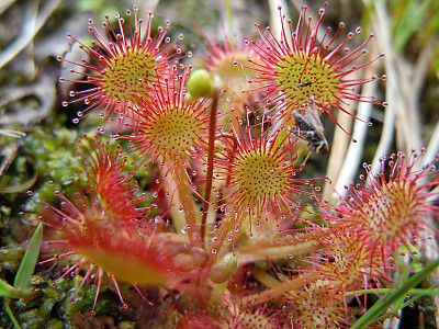 끈끈이주걱 사진 - Drosera rotundifolia L. Photos
