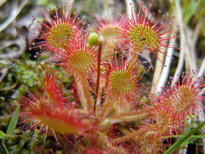 끈끈이주걱 - ㅍ, Drosera rotundifolia L.