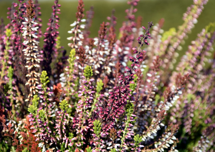 구석남 - Spring heath, Erica melanthera