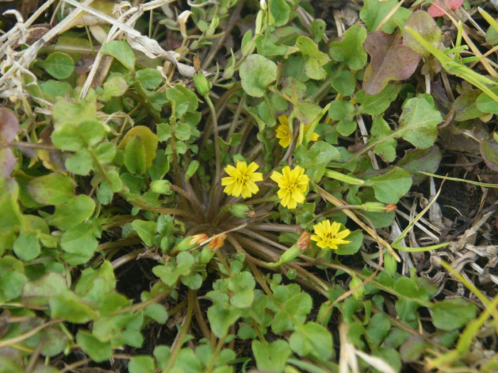 개보리뺑이 - Lapsanastrum apogonoides (Maxim.) J.H.Pak & K.Bremer