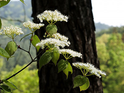 개덜꿩나무 사진 - Viburnum erosum var. vegetum Nakai Photos