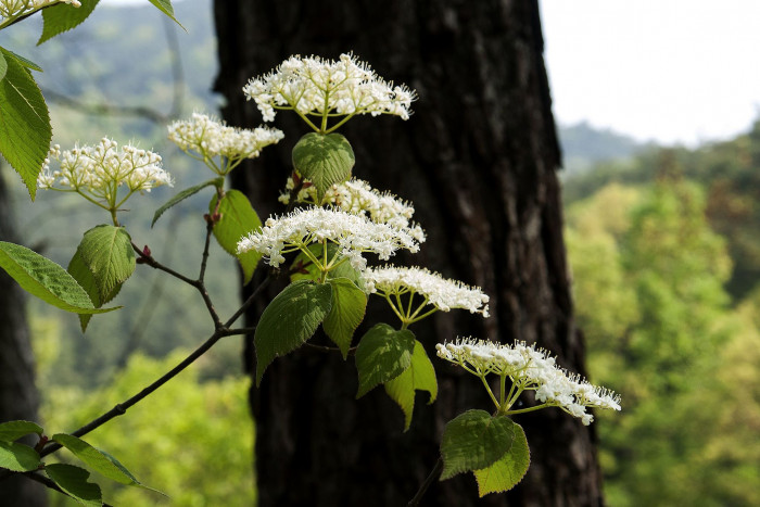 개덜꿩나무 - Viburnum erosum var. vegetum Nakai