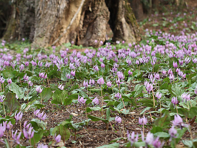 얼레지 사진 - Erythronium japonicum Photos