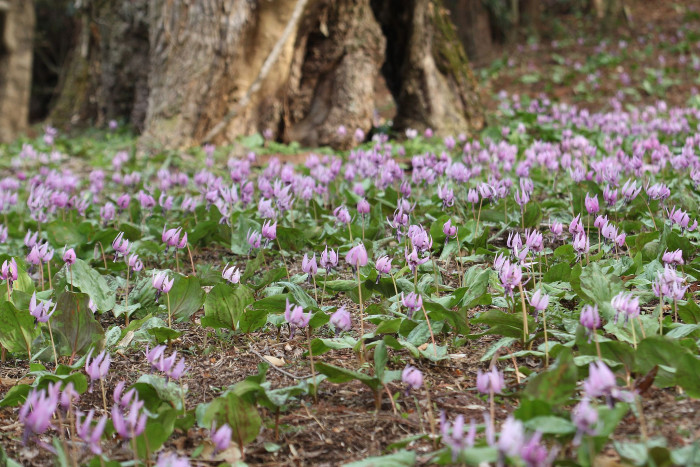 얼레지 - Erythronium japonicum