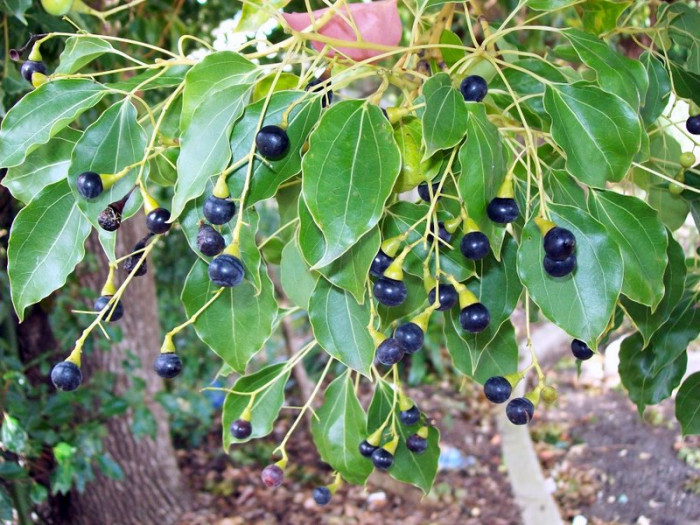 녹나무 - Cinnamomum camphora (L.) J.Presl