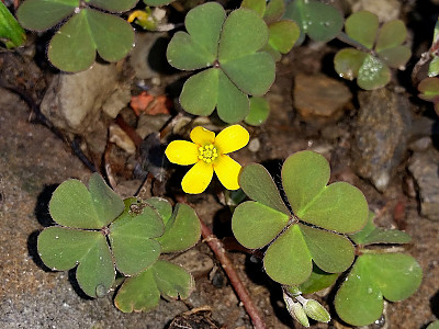 괭이밥 사진 - Oxalis corniculata Photos