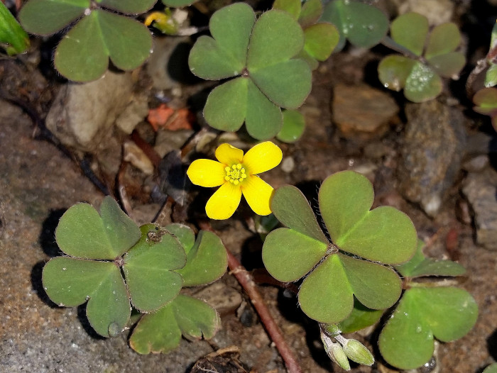 괭이밥 - Oxalis corniculata
