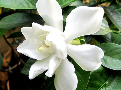 꽃치자 사진 - Gardenia jasminoides var. radicans (Thunb.) Makino Photos