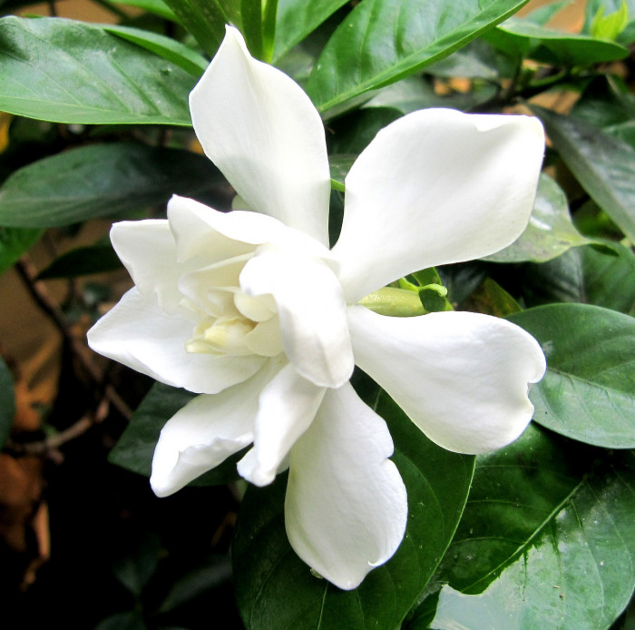 꽃치자 - Gardenia jasminoides var. radicans (Thunb.) Makino