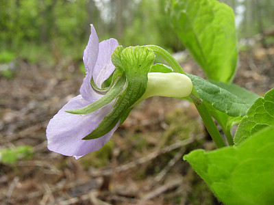 넓은잎제비꽃 사진 - Viola mirabilis L. Photos