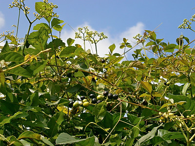 거지덩굴