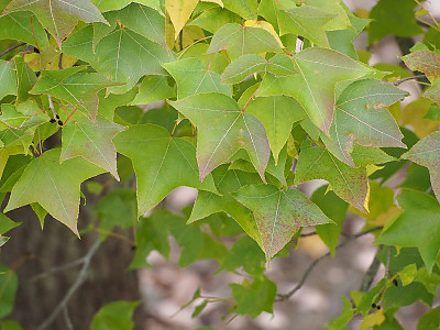 대만풍나무 사진 - Liquidambar formosana Photos