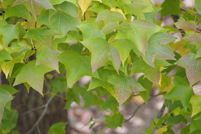대만풍나무 - Sweetgum, Liquidambar formosana