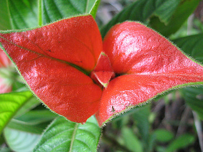 키스꽃 사진 - Psychotria Elata Photos