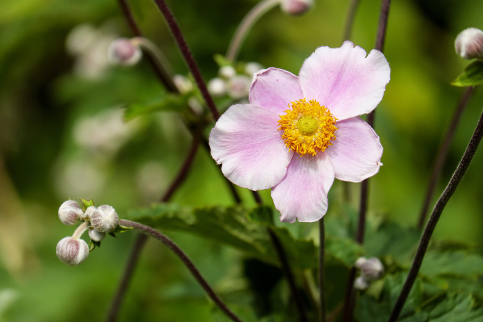 아네모네  - anemone, Anemone coronaria