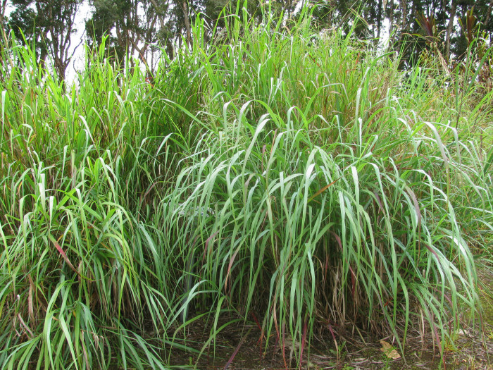 큰개기장 - Panicum virgatum L.
