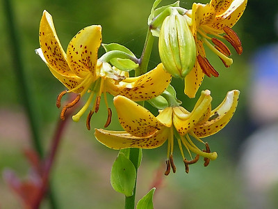 섬말나리 사진 - Lilium hansonii Photos
