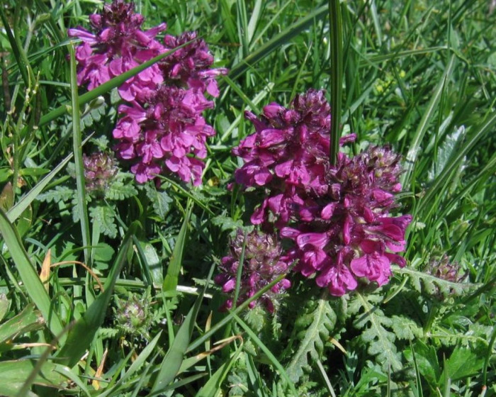 구름송이풀 - Pedicularis verticillata