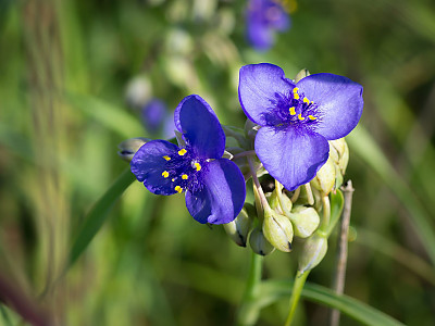 자주달개비 사진 - Tradescantia ohiensis Raf. Photos