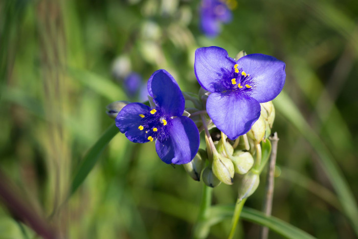 자주달개비 - Tradescantia ohiensis Raf.