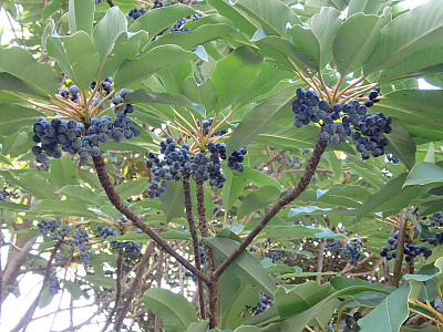 굴거리나무 사진 - Daphniphyllum macropodum Miq. Photos