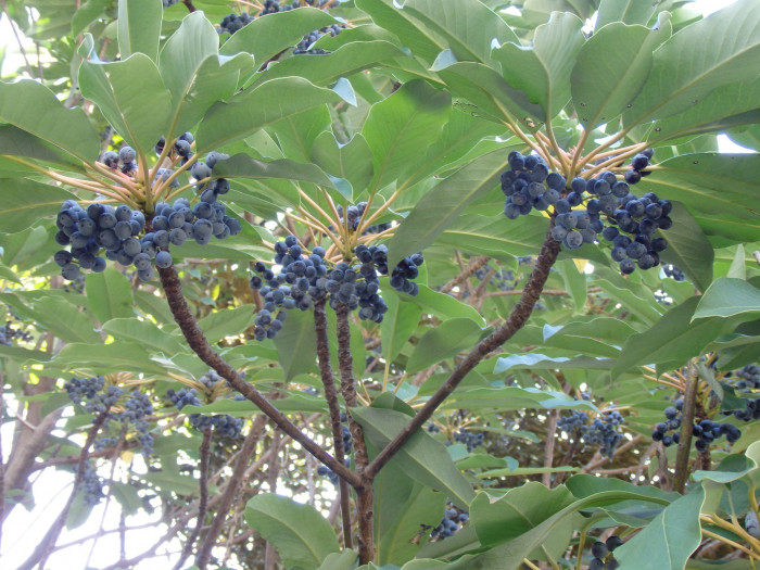 굴거리나무 - Daphniphyllum macropodum Miq.