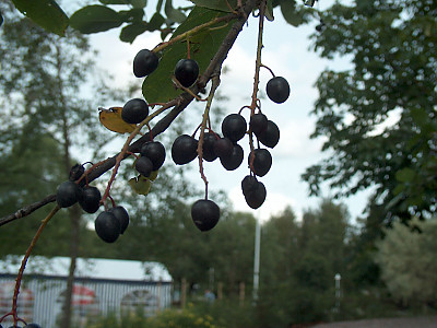 귀룽나무 사진 - Prunus padus L. for. padus Photos