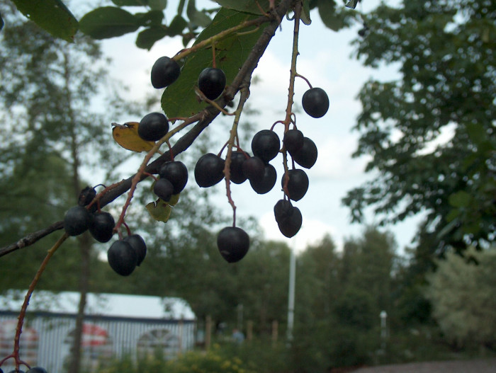 귀룽나무 - Prunus padus L. for. padus