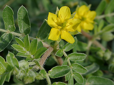 남가새 사진 - Tribulus terrestris L. Photos