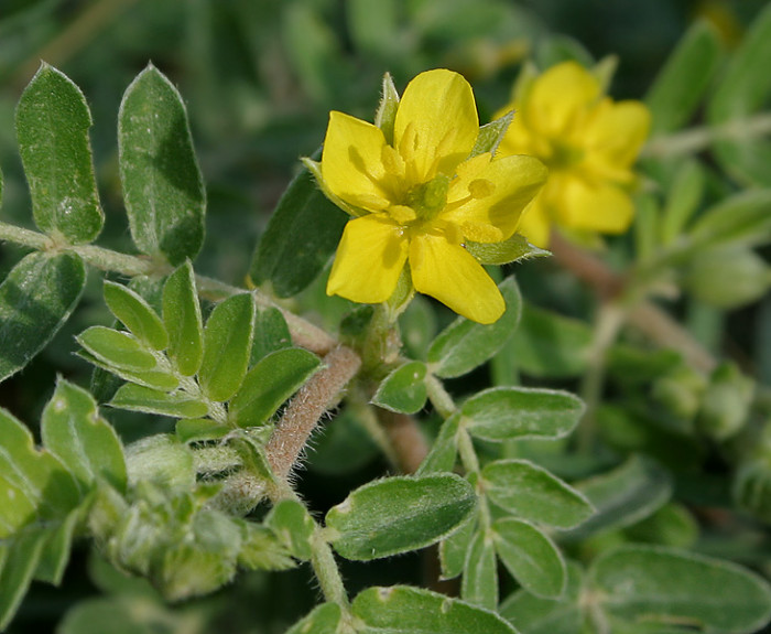 남가새 - Tribulus terrestris L.