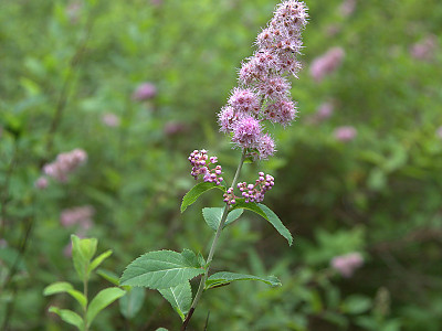 꼬리조팝나무 사진 - Spiraea salicifolia L. Photos