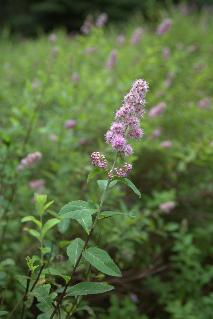 꼬리조팝나무 - Spiraea salicifolia L.