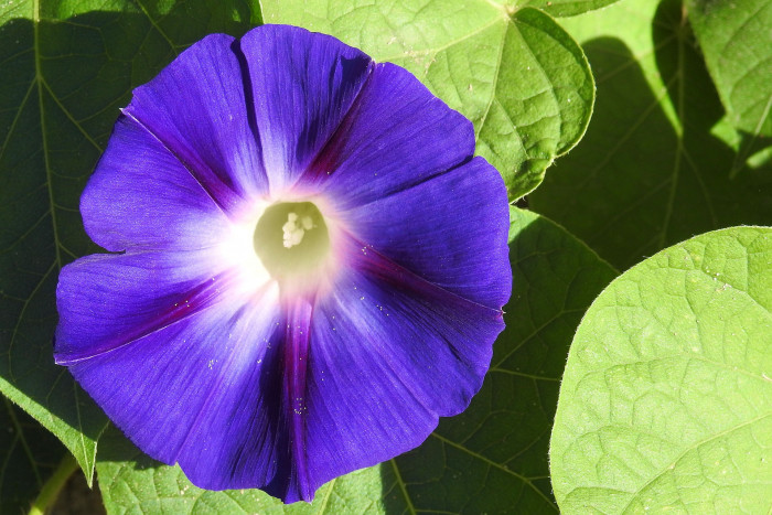 나팔꽃 - morning glory, Pharbitis nil (L.) Choisy