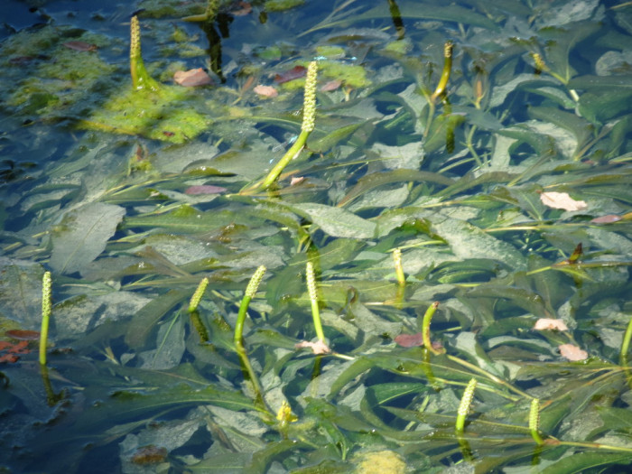대가래 - Potamogeton malaianus Miq.