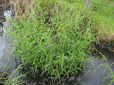 여뀌 사진 - Persicaria hydropiper (L.) Spach var. hydropiper Photos