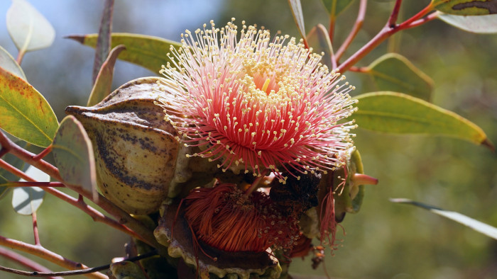유칼립투스 - Eucalyptus, Eucalyptus globulus