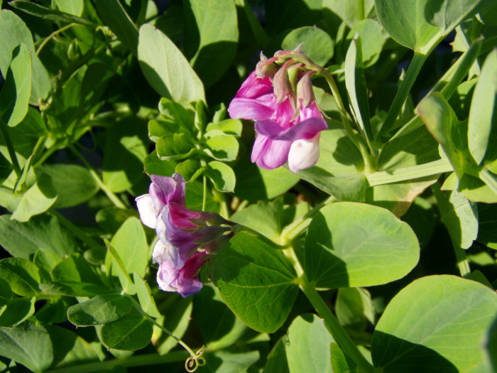 갯완두 - Gartwando, Lathyrus japonicus Willd.