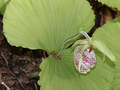 광릉요강꽃 사진 - Cypripedium japonicum Photos
