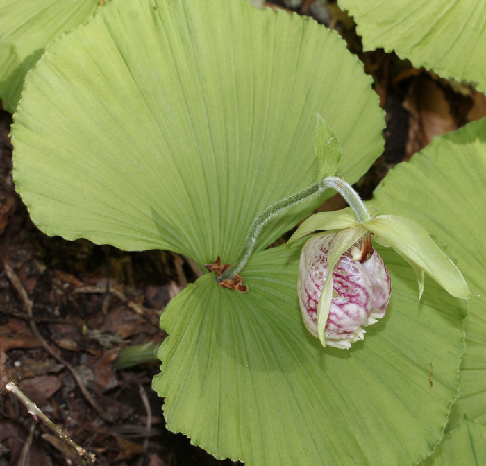 광릉요강꽃 - Cypripedium japonicum