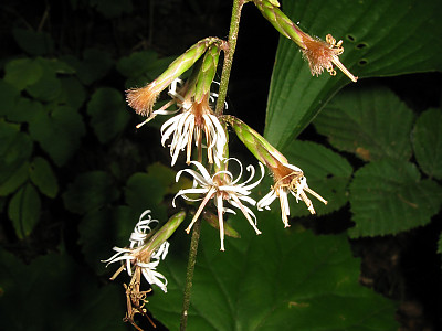 가야단풍취 사진 - Ainsliaea acerifolia var. subapoda Nakai Photos