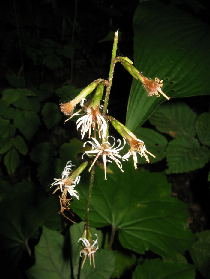 가야단풍취 - Ainsliaea acerifolia var. subapoda Nakai