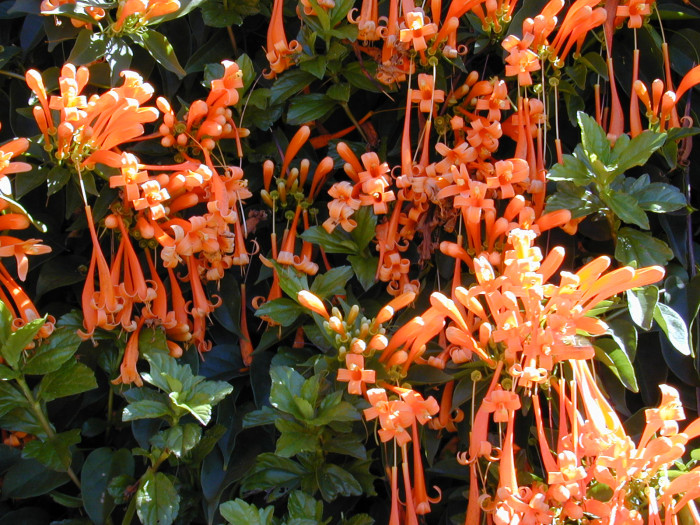 파장화 - Flame vine, Orange trumpet creeper, Pyrostegia venusta