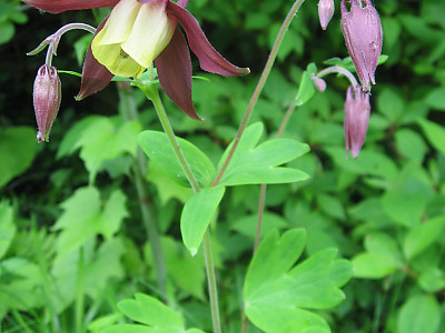 노랑매발톱 사진 - Aquilegia buergeriana var. oxusepala for. pallidiflora Nakai Photos