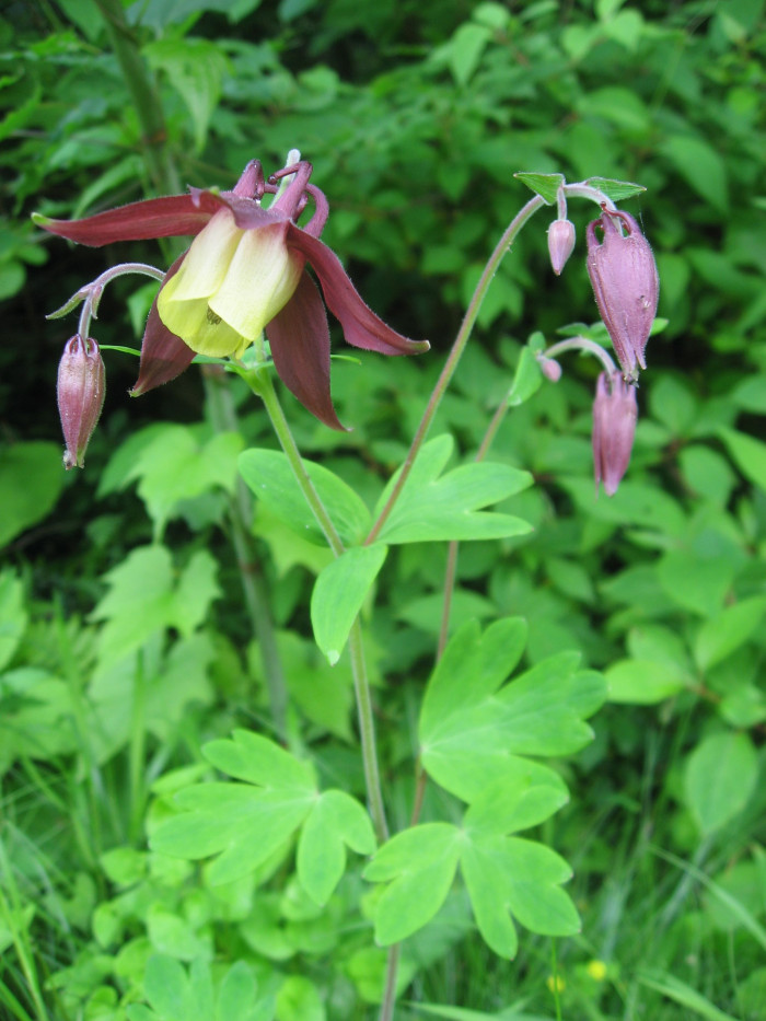노랑매발톱 - Aquilegia buergeriana var. oxusepala for. pallidiflora Nakai