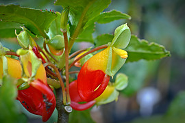 앵무새 봉선화 - Parrot Impatiens