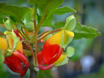 앵무새 봉선화 사진 - Parrot Impatiens Photos
